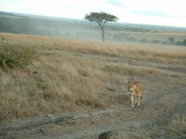 gal/Honeymoon/Masai Mara/_thb_DSCF0126.JPG